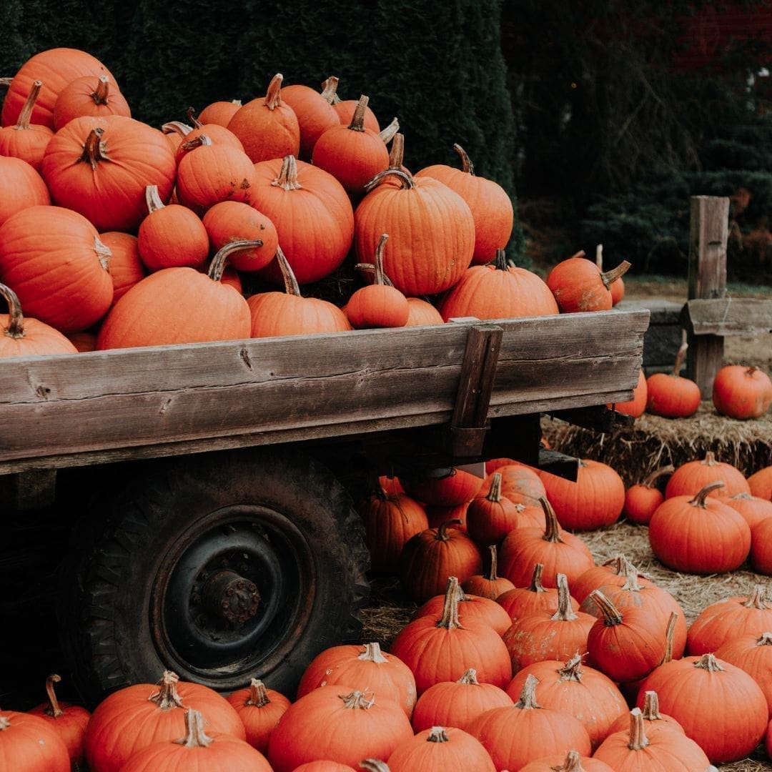 Happy Pumpkin Day!
