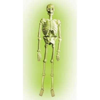 5' SKELETON